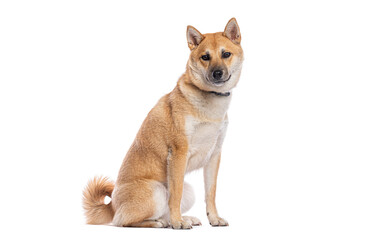 Studio shot of beautiful shiba inu dog sitting on white background