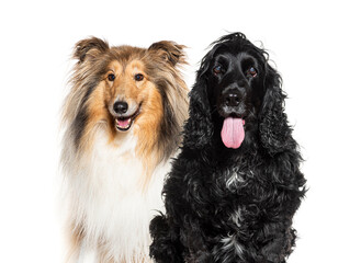Rough collie and english cocker spaniel posing together on white background