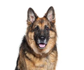 German shepherd dog sitting and panting on white background