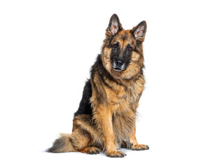 German shepherd dog sitting and looking at camera on white background