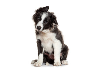 Adorable border collie puppy sitting and looking curious on white background