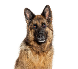 German shepherd dog posing on white background