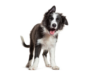 Crazy dog very expressive, border collie, open mouth, tilted head, full of vigour and in full health, isolated on white