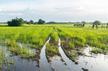 Tractor wheel tracks running through rice fields