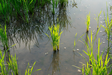 Rice seedlings planted in a flooded rice field