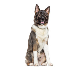 Fototapeta premium American akita dog sitting and panting, isolated on white