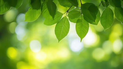 A leafy green tree branch with leaves that are shining in the sunlight
