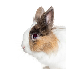 Cute brown and white rabbit looking on white background