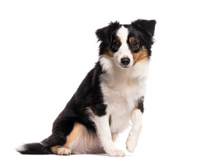 Miniature australian shepherd sitting and raising paw on white background