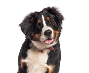 Bernese mountain dog puppy panting on white background