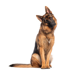 German shepherd dog sitting and tilting head, isolated on white