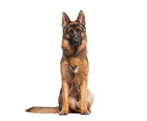 German shepherd dog sitting and looking forward on white background