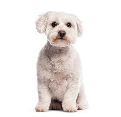 Poodle dog sitting and looking forward on a white background