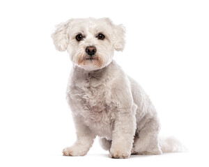 White coton de tulear dog sitting and posing on white background