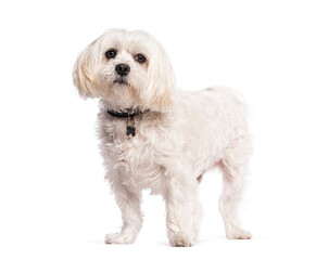White boomer dog standing and wearing a collar with tag
