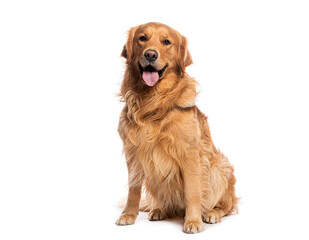 Golden retriever sitting and panting on white background