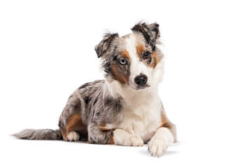 Miniature australian shepherd lying down and looking curious on white background