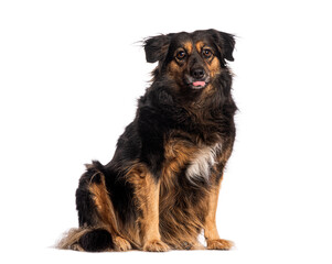 Crossbreed dog sitting and sticking out tongue on white background