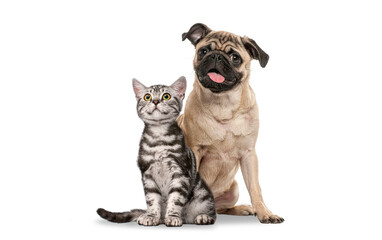 Obraz premium Pug dog and British Shorthair kitten sitting side by side together on a white background