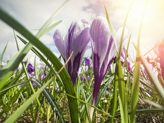 Crocuses in the spring forest, garden crocuses bloom in the flowerbed in spring