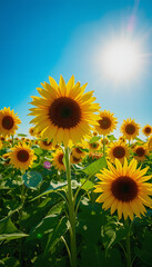 Obraz premium Vibrant sunflower field under bright summer sun, blue sky, beautiful nature landscape