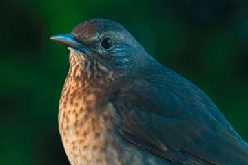 Portrait eines Amselweibchen