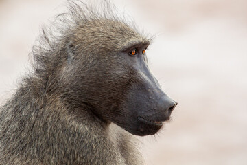 Head of a Chacma Baboon