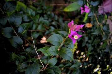 Purple paper flowers are widely cultivated because they are easy to grow and adapt to all places, especially tropical areas.