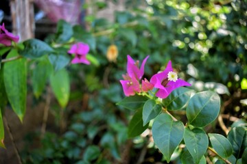 Purple paper flowers are widely cultivated because they are easy to grow and adapt to all places, especially tropical areas.