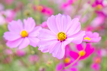 Obraz premium ピンク色のコスモスが咲いています