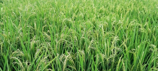 A stretch of rice plants (oryza sativa) in a fertile rice field that has started to bear fruit