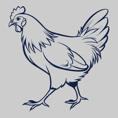 hen pencil art and illustration