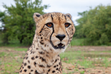 Head shot of a Cheetah in the Afrcian bush