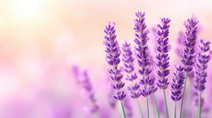 Naklejka premium A bunch of purple lavender flowers are in a field