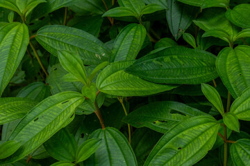 Green leaves