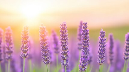 Fototapeta premium A field of purple lavender flowers with the sun shining on them