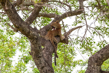 Leopard resting in a tree and licking itself