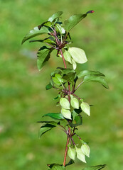 Obraz premium wildflowers, wild Ivy flower photos