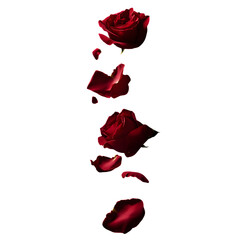 Falling red rose petals create romantic atmosphere