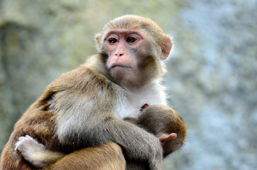 Obraz premium ニホンザル