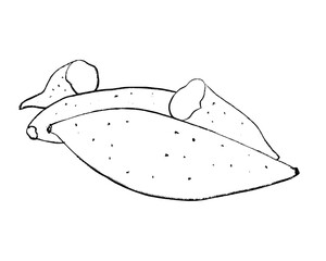 hand drawn illustration of sweet potato, doodle of sweet potato