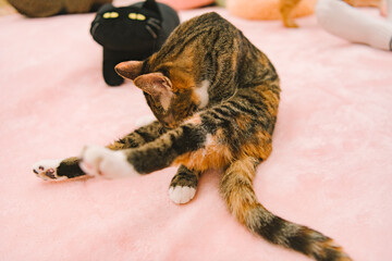 cat and mouse
