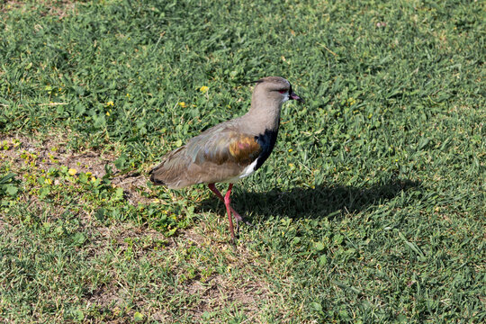 Bird called southern lapwing or tero