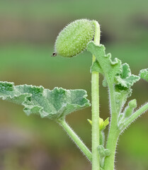 photos of wild plants and medicinal plants