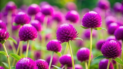 Fototapeta premium Vibrant purple globe amaranth flowers in full bloom, Globe amaranth, Gomphrena globosa, purple, vibrant, flowers, blooming
