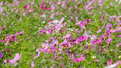 色とりどりのコスモスが咲き誇る花畑