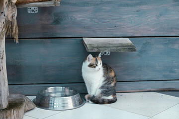 rescued cat near bowl in shelter for animals theme interior room