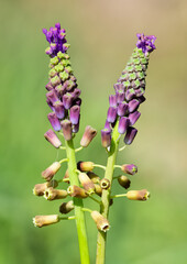 photos of wild flowers, wild hyacinths