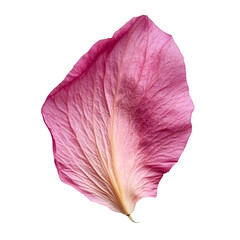 Single Pink Flower Petal Isolated on Black