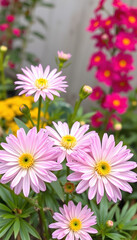 Obraz premium Bright plant flower blossom blooming chrysanthemum floral background nature beauty pink, clipart style, with white tones